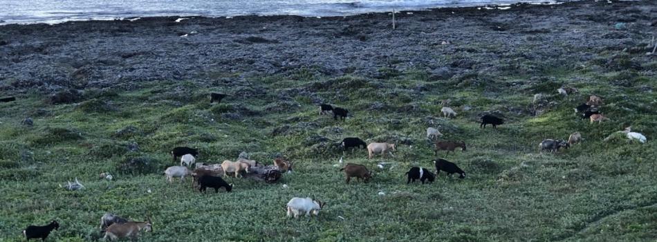 民宿前偶爾路過的羊群