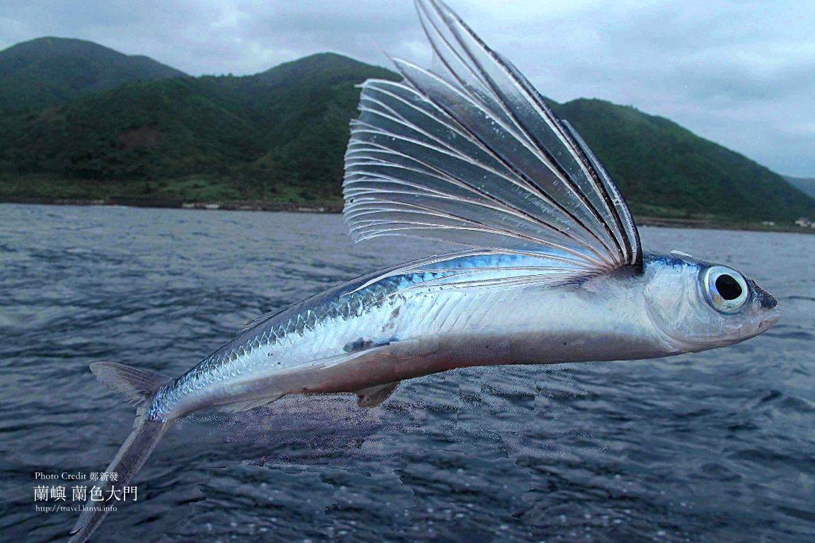 蘭嶼飛魚