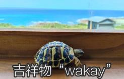 吉祥物 WAKAY